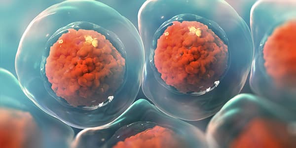 Stem Cells Stem Cells